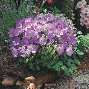 Campanula carpatica 'Clips Blue'