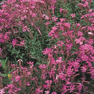 Silene schafta