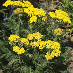 Achillea tomentosa