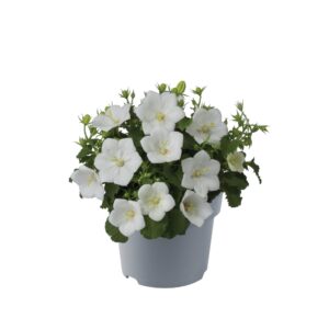 Campanula carpatica 'Clips White'