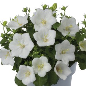 Campanula carpatica 'Clips White'