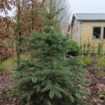 IMG_20241214_kerstboom (2)