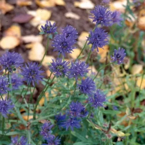 Jasione leavis