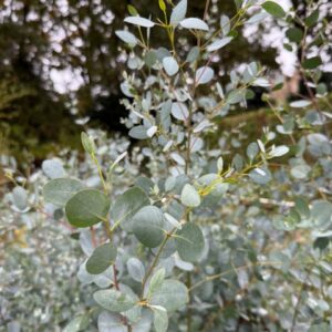 Eucalyptus gunnii