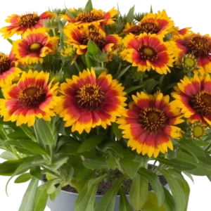 Gaillardia aristata