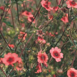 Potentilla nepalensis 'Miss Willmott'