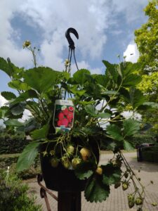 Hanging Basket met aardbeien